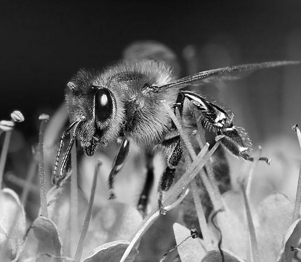 Declining+bee+populations+threaten+crops