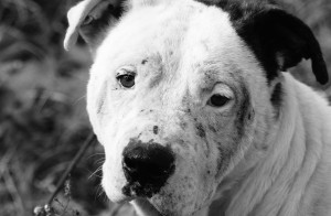 Many formerly abused and abandonded dogs rescued by the Stray Rescue of St. Louis were featured throughout the SLUMA exhibit. This photograph,“White Pittie mangy face,” was taken by Donna Lochmann.  