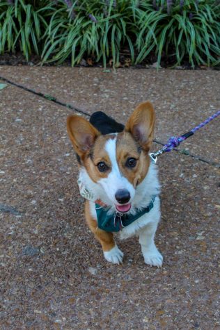 Ivy, an eight-month-old light brown and white Corgi, has a big personality and loves to kiss anyone if they come close enough! Ivy’s favorite hobby is chasing her owner. Caitlin Zoschke and her roommates love to chase Ivy around the apartment until she passes out!