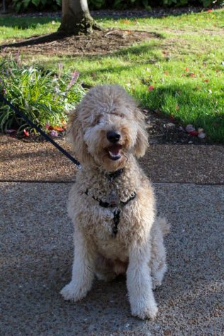 Student Madisyn Thompson has a medium-light brown mini Goldendoodle named Finn. Finn is very energetic and loves when people pet him. Here’s Finn posing and smiling for his photo-op.