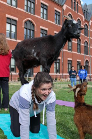 Baby Goat Yoga on The Quad - Wellness Day