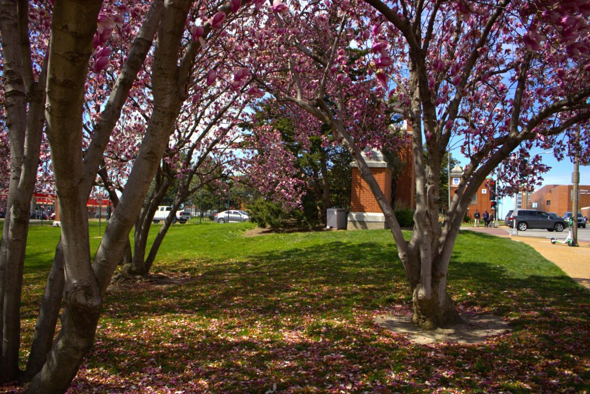 Trees bloom on Saint Louis Universitys campus on Wednesday March 20, 2024.
